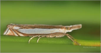 <p>TRAVAŘÍK OBECNÝ (Crambus lathoniellus) Rybniště</p>
